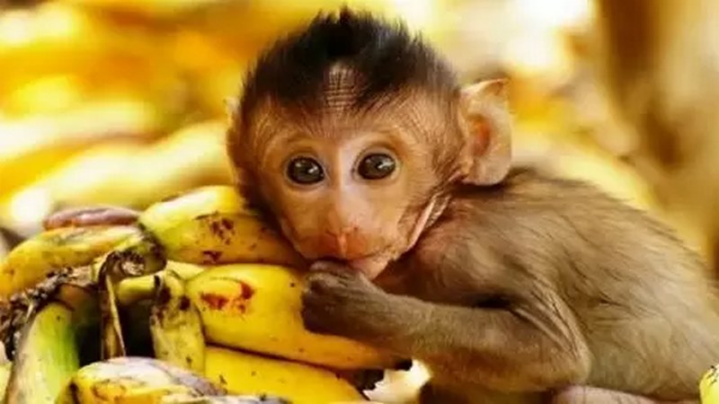 Loài khỉ là biểu trưng cho sự thông minh, lanh lợi và nhiều may mắn