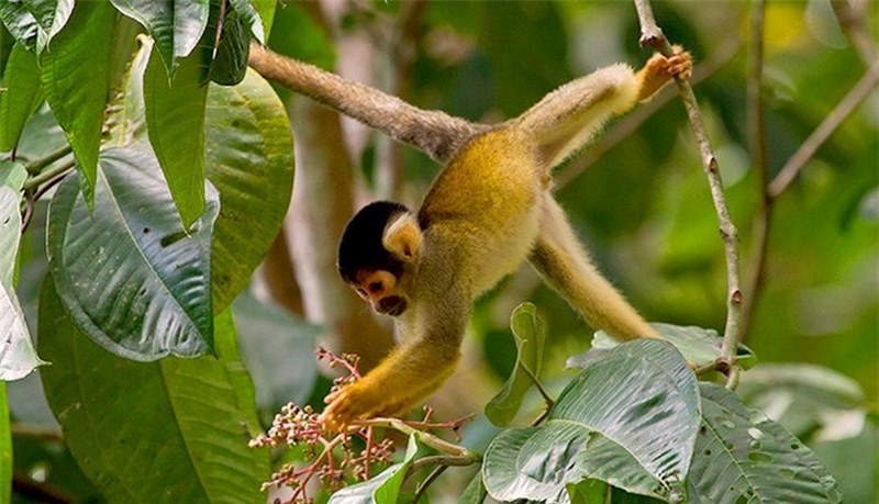 Con khỉ số mấy khi đang leo cây được nhiều anh em lô đề quan tâm tìm hiểu