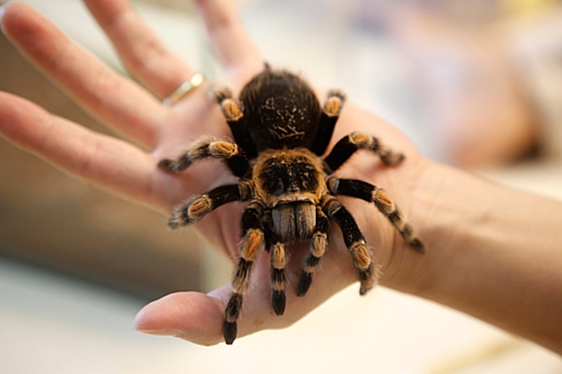 Giấc mơ nuôi nhện được dự đoán rằng bạn sẽ gặp cơ hội mới trong công việc