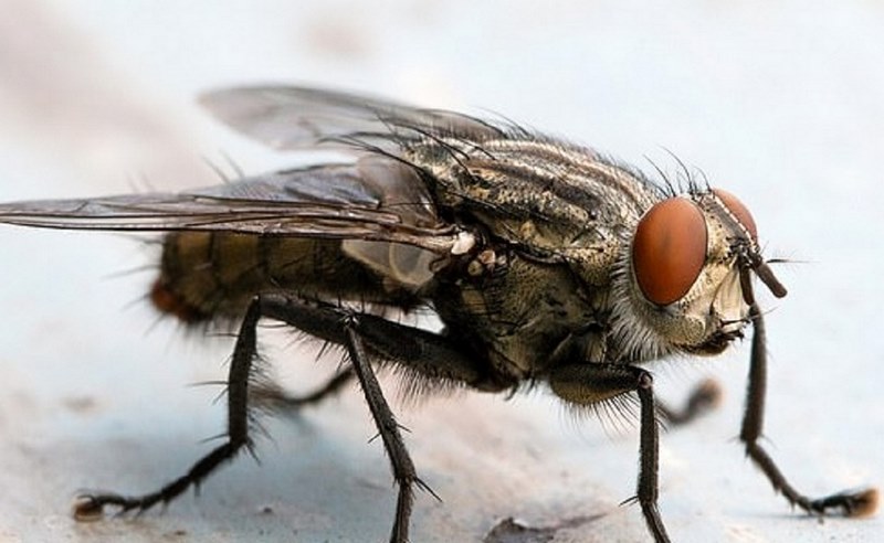 Mơ thấy con ruồi đang bay ám chỉ rằng cuộc sống hiện tại đang gặp nhiều khó khăn