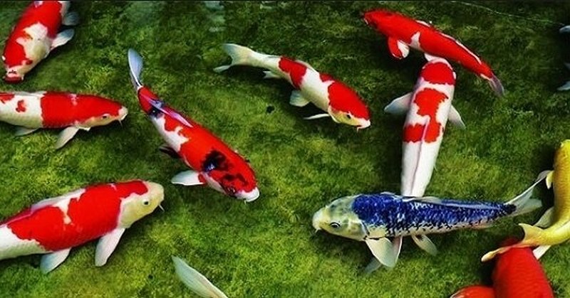 Khi cá trong giấc mơ thay đổi màu sắc, có thể mang ý nghĩa riêng biệt
