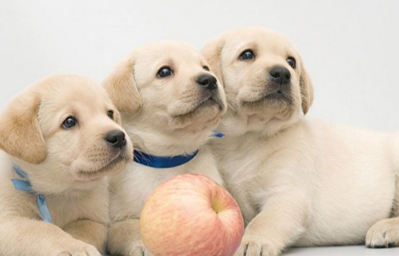 Mơ thấy 3 con chó mang theo thông điệp về những điều may mắn trong kinh tế