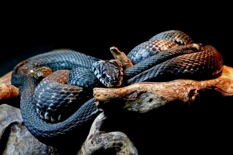 Mộng thấy nhiều rắn quấn cổ báo hiệu điều không vui vẻ
