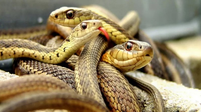 Nếu mơ thấy 3 con rắn báo hiệu bạn hoặc người thân đang gặp vấn đề về sức khỏe